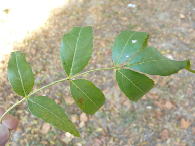 Feuilles opposées et composées comprenant entre 3 et 11 folioles d'environ 2 cm de large. Agrandir dans une nouvelle fenêtre (ou onglet)